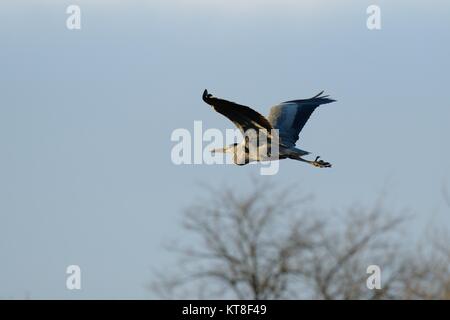 An Heron flying in winter above tree in Scotland, UK Stock Photo