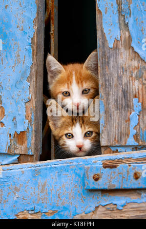 Two curious baby cat kittens peering out of an old blue wooden window shutter with prying eyes, Lesvos, Greece. Stock Photo