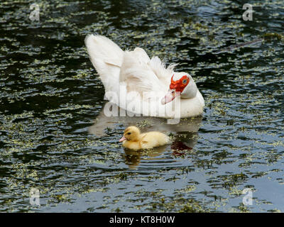 Duck with duckling - At Lake Alford, Gympie Stock Photo