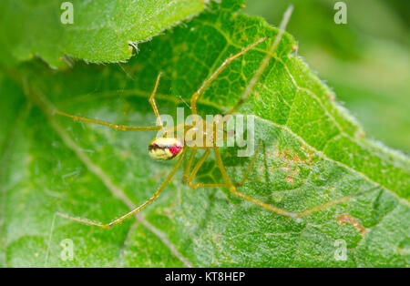 Candy striped Spider (Enoplognatha ovata - latimana) Male form redimita. Sussex, UK