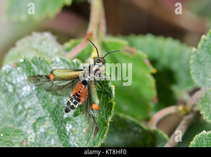 Common Malachite Beetle (Malachius bipustulatus) taking flight. Sussex, UK Stock Photo