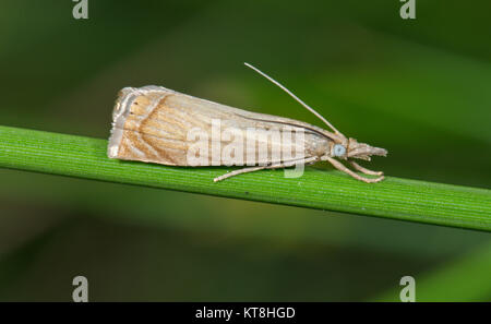 Garden Grass veneer Micro Moth (Chrysoteuchia culmella), Sussex, UK Stock Photo