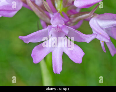 Pink Flower of Pyramidal Orchid (Anacamptis pyramidalis) showing ridges or guide plates. Sussex, UK Stock Photo