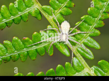 Running Crab Spider (Philodromus sp) on bracken. Philodromidae. Sussex, UK Stock Photo