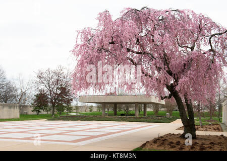 A Weeping Cherry Tree blooms in the middle of the Columbarium in Arlington National Cemetery April 7, 2015, Arlington, Va. Commemorating Arlington National Cemetery's 150th anniversary, the historic landscape has been established as the Arlington National Cemetery Memorial Arboretum. The Arboretum serves as a living memorial to those who have served our nation and connects visitors to the rich tapestry of the cemetery's living history and natural beauty.  More than 8600 trees of 300 different varieties make up the diverse collection. (U.S. Army photo by Rachel Larue/released) Stock Photo