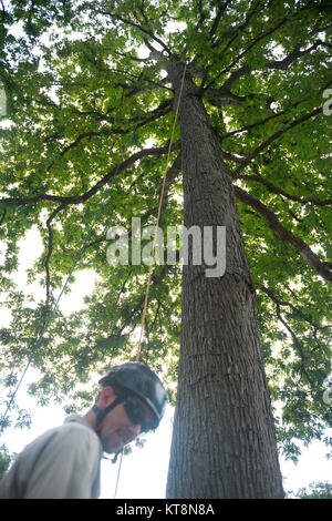 Micah Lichtenwalner (below) and Stephen Paepke, Joshua Tree Professional Tree and Lawn Care, helps install a lightning protection system in a large oak tree in Section 30 of Arlington National Cemetery, Arlington, Va., July 14, 2017.  During the National Association of Landscape Professionals’ 21th annual Renewal and Remembrance, about 10 large oak trees in four separate sections received lightning protection systems.  (U.S. Army photo by Elizabeth Fraser / Arlington National Cemetery / released) Stock Photo