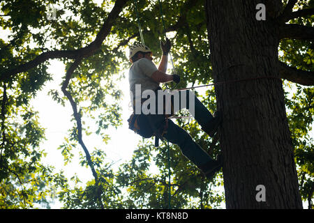Stephen Paeke, Joshua Tree Professional Tree and Lawn Care, helps install a lightning protection system in a large oak tree in Section 30 of Arlington National Cemetery, Arlington, Va., July 14, 2017.  During the National Association of Landscape Professionals’ 21th annual Renewal and Remembrance, about 10 large oak trees in four separate sections received lightning protection systems.  (U.S. Army photo by Elizabeth Fraser / Arlington National Cemetery / released) Stock Photo