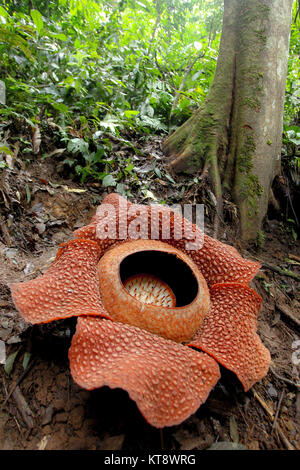 Bengkulu, Bengkulu, Indonesia. 20th Dec, 2017. BENGKULU, INDONESIA - DECEMBER 22 : The Rafflesia arnoldii flower was perfectly blooms taken by David Muharmansyah at Bukit Daun protection forest on December 20, 2017 in Bengkulu, Indonesia. Rafflesia arnoldii is one of the three national flowers in Indonesia. Rafflesia arnoldii is a species of flowering plant in the parasitic genus Rafflesia. It is noted for producing the largest individual flower on earth. It has a very strong and horrible odour of decaying flesh, earning it the nickname ''corpse flower''. It is endemic to the rainforests Stock Photo
