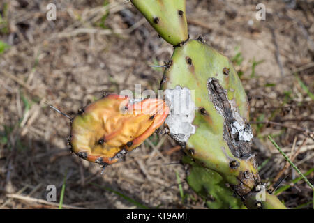 Decaying Cactus with Large Sharp Spikes Stock Photo