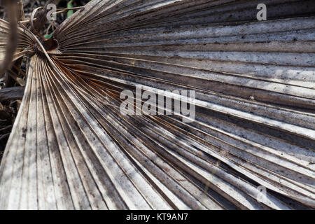Old weathered Palm Leaf on the ground Stock Photo