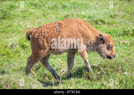 Buffalo Calf Walking on Green Grass Stock Photo