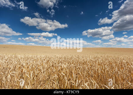 Reife Gerste am Feld mit blauen Himmel und Schönwetterwolken an einem Sommertag Stock Photo