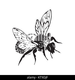 Vector engraving antique illustration of honey flying bee, isola Stock Photo