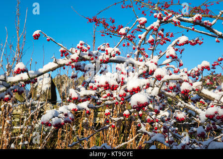 Bright red Cotoneaster berries covered in white snow against a blue sky. Stock Photo