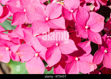 Hydrangea flowers Stock Photo
