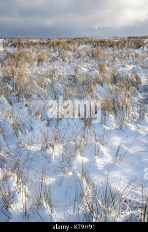 Grasses poking out of deep snow in the hills of the High Peak, Derbyshire, England. Stock Photo