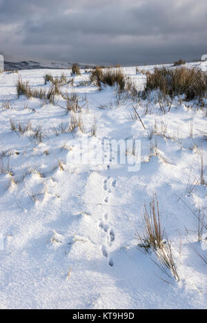 Animal tracks in deep snow in the hills of the High Peak, Derbyshire, England. Stock Photo