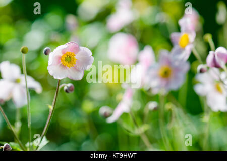 Pale pink flower Japanese anemone, close-up Stock Photo