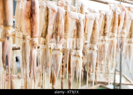 Squid hang on the line Stock Photo