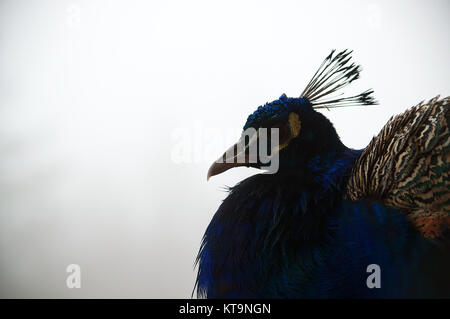 Silhouette of a male peacock against a pale grey sky Stock Photo