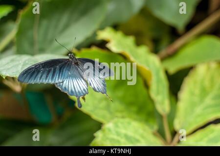 A great yellow mormon butterfly sat on a green leaf with its wings spread Stock Photo