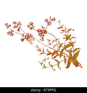 Colorful botanical hand drawn branches with flowers isolated, he Stock Photo