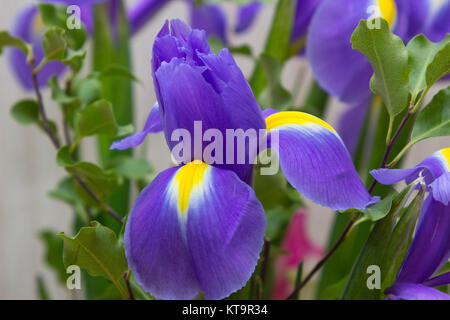 Close up of blue and yellow Irises showing petal detail and its vibrant colours Stock Photo