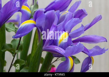 Close up of blue and yellow Irises showing petal detail and its vibrant colours Stock Photo