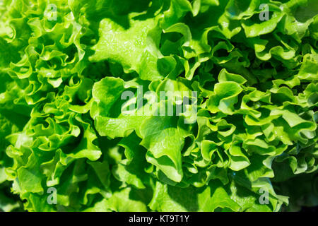 Fresh fruits and vegetables Stock Photo