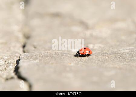 Ladybug is running. Beautiful nature Stock Photo