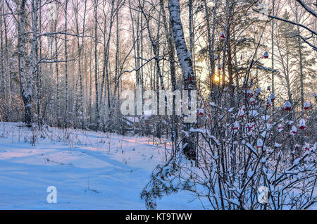 Sunrise in the winter wood. Gentle pink sunlight among white trunks of birch trees, snowy pines and bushes - fairy tale of winter forest Stock Photo