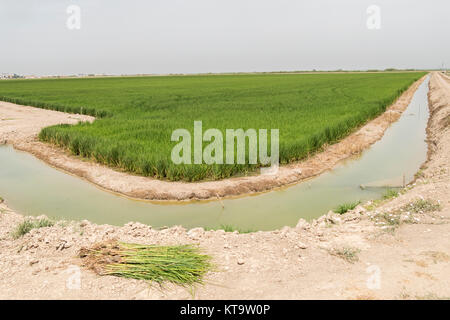 Crop of irrigated rice plantation. Cereal cultivation in Brazil ...