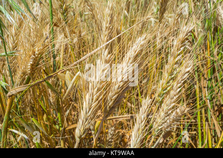 Closeup of ripe wheat ears Stock Photo