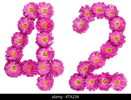 Arabic numeral 42, forty two, from flowers of chrysanthemum, isolated on white background Stock Photo