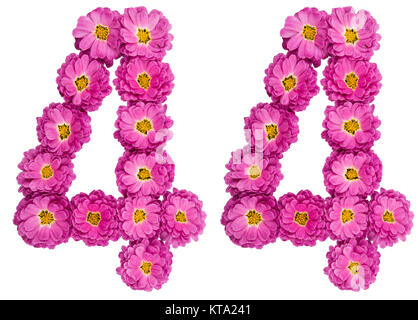 Arabic numeral 44, forty four, from flowers of chrysanthemum, isolated on white background Stock Photo