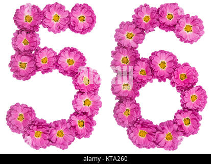 Arabic numeral 56, fifty six, from flowers of chrysanthemum, isolated on white background Stock Photo