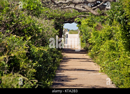 NC01155-00...NORTH CAROLINA - Trail at the Pea Island National Wildlife Refuge located on the Outer Banks. Stock Photo