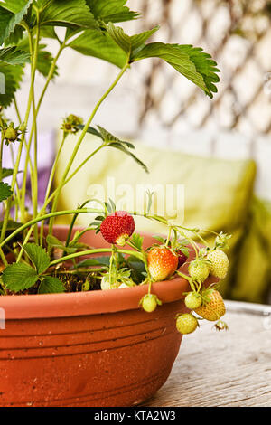strawberry plants in flowerpot with unripe fruits Stock Photo