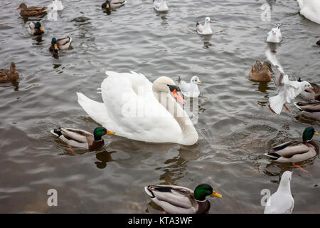 one swan among other birds Stock Photo