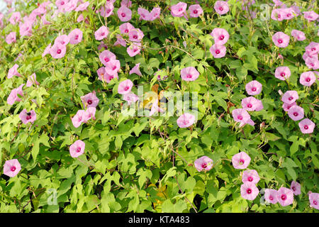 Pink Morning Glories  Bush Stock Photo
