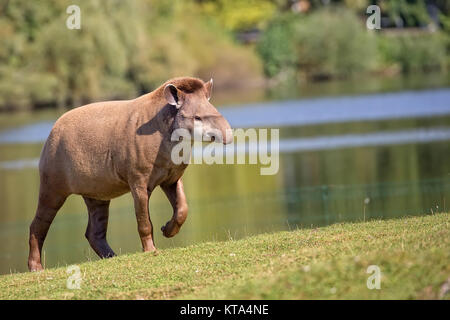 Tapir in a clearing Stock Photo