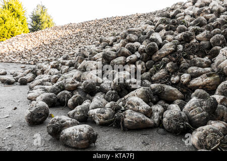 A heap of mature sugar beet plants, newly harvested in autumn, picking up the early morning sunlight, in rural Lincolnshire, England, UK. Stock Photo