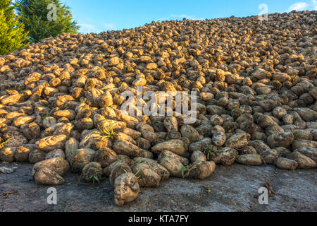 A heap of mature sugar beet plants, newly harvested in autumn, picking up the early morning sunlight, in rural Lincolnshire, England, UK. Stock Photo