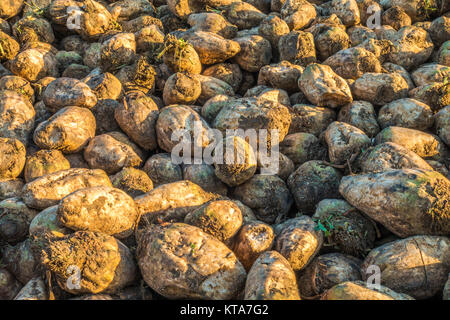 A heap of mature sugar beet plants, newly harvested in autumn, picking up the early morning sunlight, in rural Lincolnshire, England, UK. Stock Photo