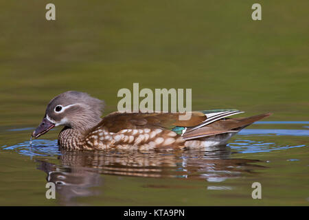 Mandarin duck (Aix galericulata) female swimming in pond, native to East Asia Stock Photo