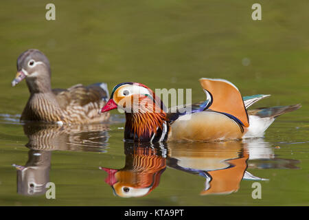 Mandarin duck (Aix galericulata) pair, male and female swimming in pond, native to East Asia Stock Photo