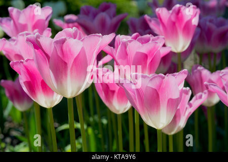 Tulips (Tulipa) form a genus of spring-blooming perennial herbaceous bulbiferous geophytes The flowers are usually large, showy and brightly coloured. Stock Photo