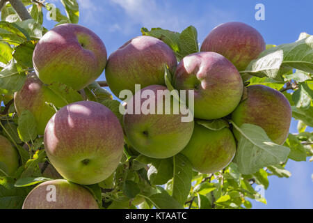 Gala Apples on the tree in an orchard, Okanagan Valley near Kelowna British Columbia Canada Stock Photo