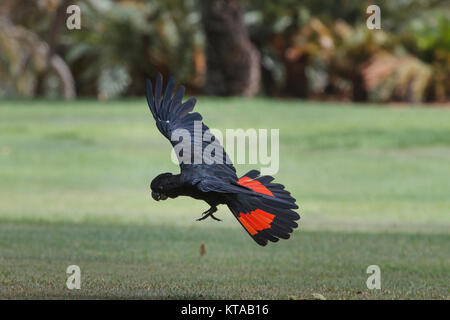 Red-tailed Black Cockatoo - Anderson Park Botanic Gardens, Townsville Stock Photo