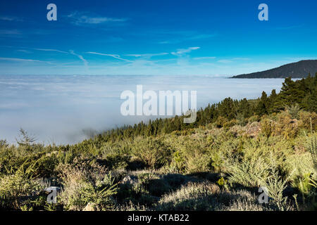 Corona Forestal Natural Park, Tenerife, Canary Islands - Massive forest positioned at a high altitude above the clouds, surrounding the Teide volcano Stock Photo